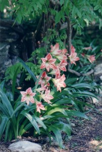 100yrold_amaryllis