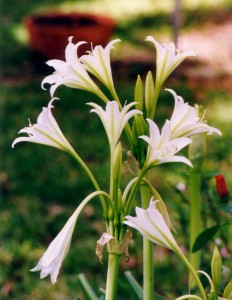 crinum