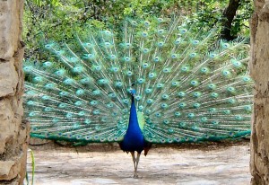 peacockgazebocrop