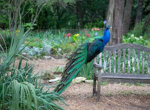 The Peafowl | Mayfield Park