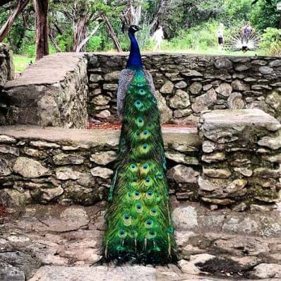 The Peafowl | Mayfield Park
